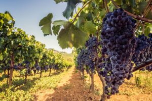 Biodynamic viticulture – a holistic approach